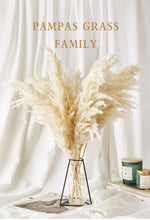 Load image into Gallery viewer, Pampas Grass Decor White Color Fluffy Natural Dried Flowers
